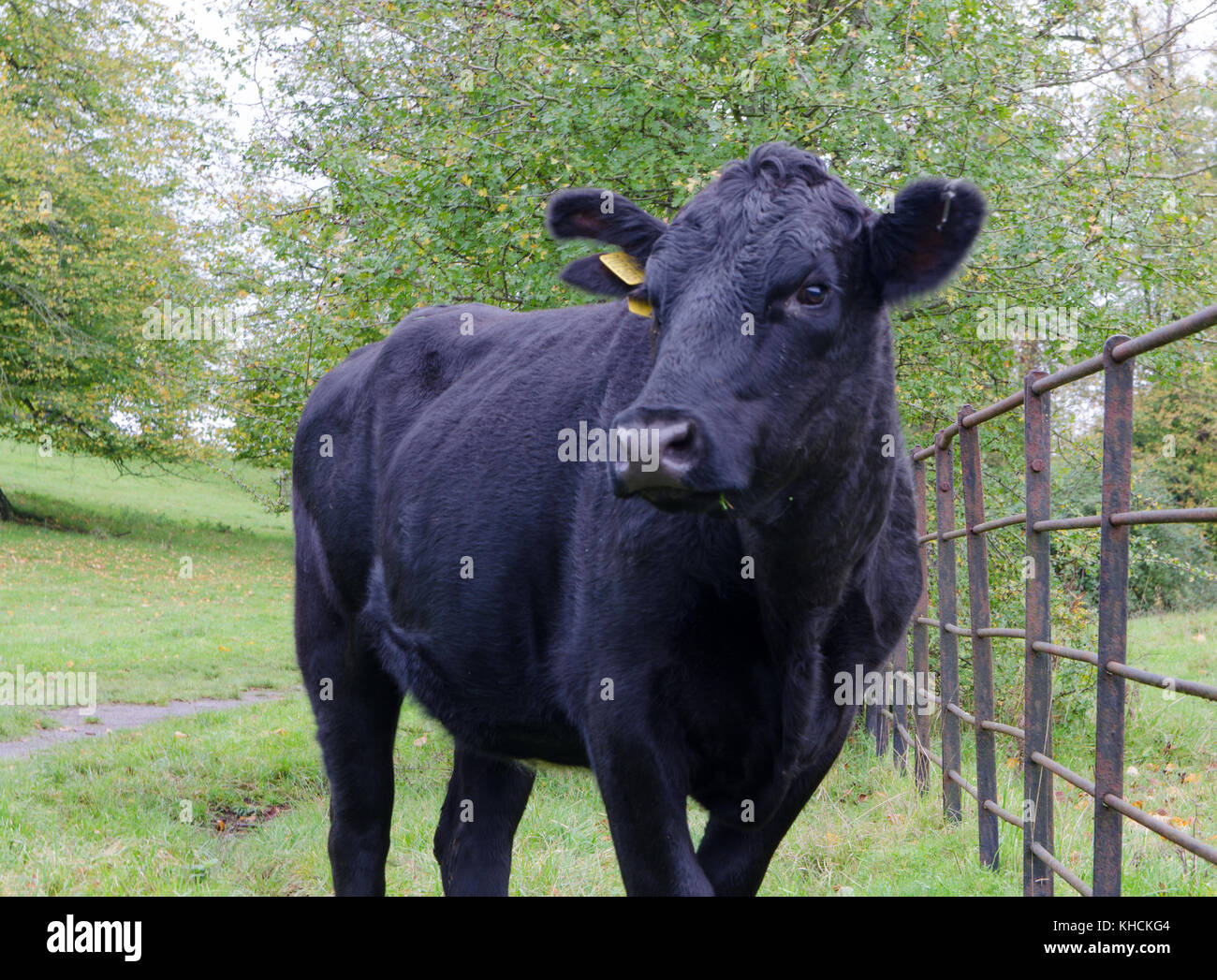 vaca negro Foto de stock