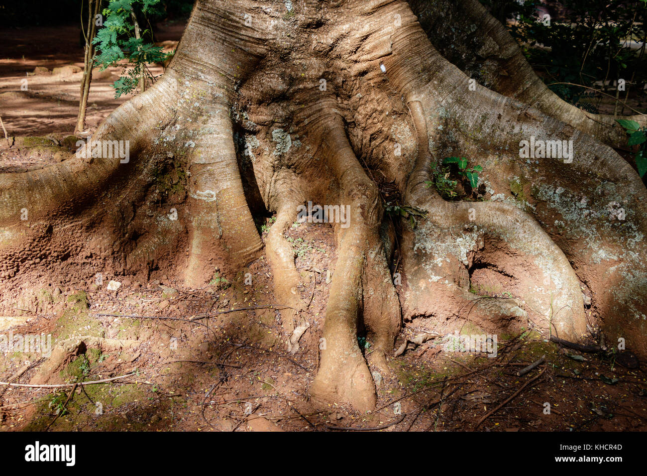 Ficus macrophylla, comúnmente conocida como la bahía de Moreton fig o australianas banyan, es un gran árbol de banyan perenne de la familia Moraceae que es un nativ Foto de stock