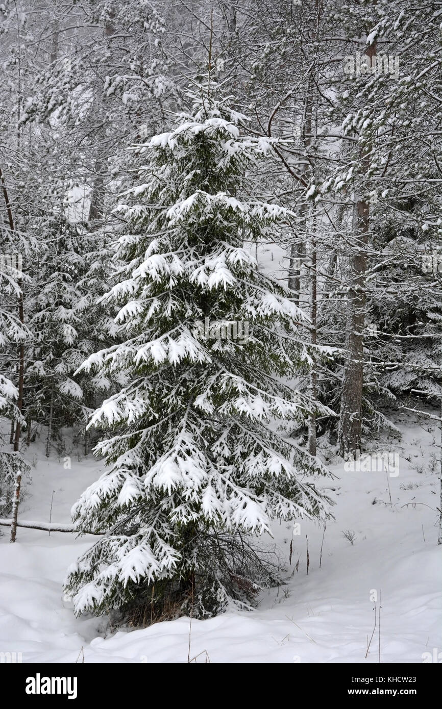 Abetos de invierno en el bosque de acercamiento. Foto de stock