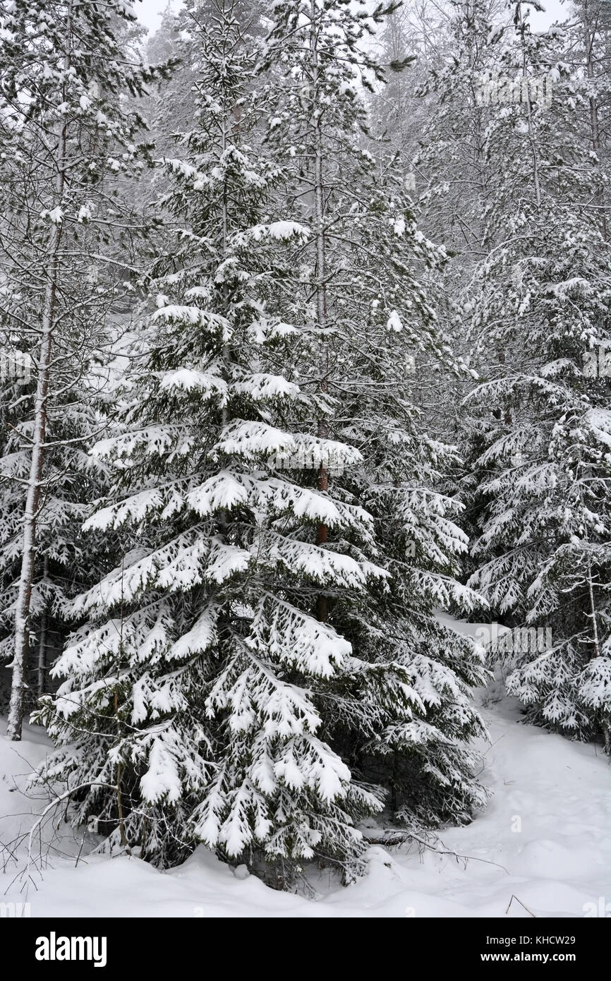 Abetos de invierno en el bosque de acercamiento. Foto de stock