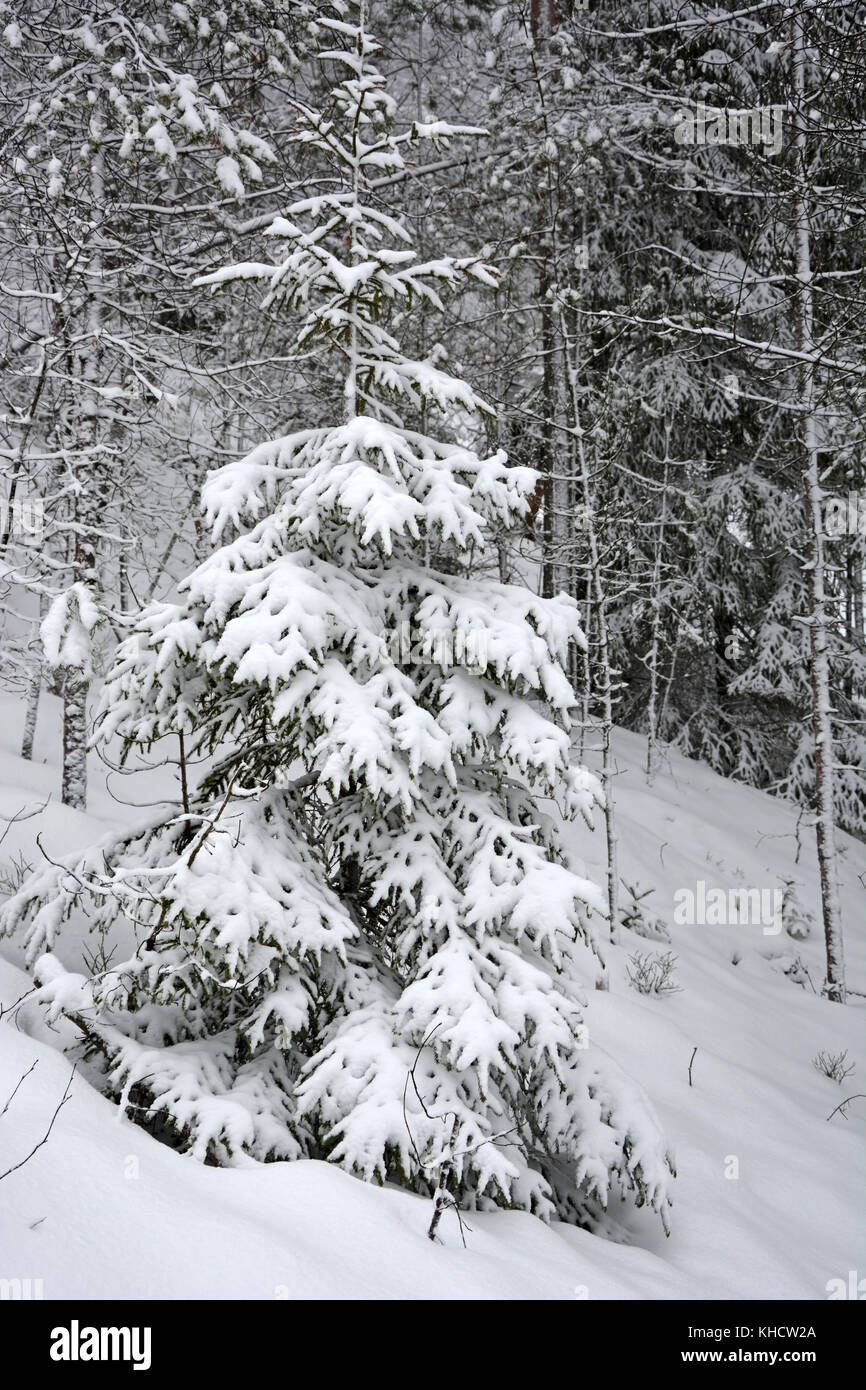 Abetos de invierno en el bosque de acercamiento. Foto de stock