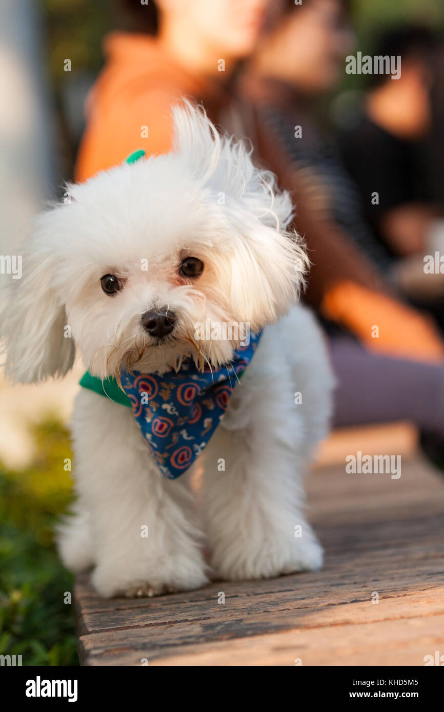 Perro maltés blanco lindo vestido de azul bandana alrededor del cuello,  caminar en el parque, Taiwán Fotografía de stock - Alamy