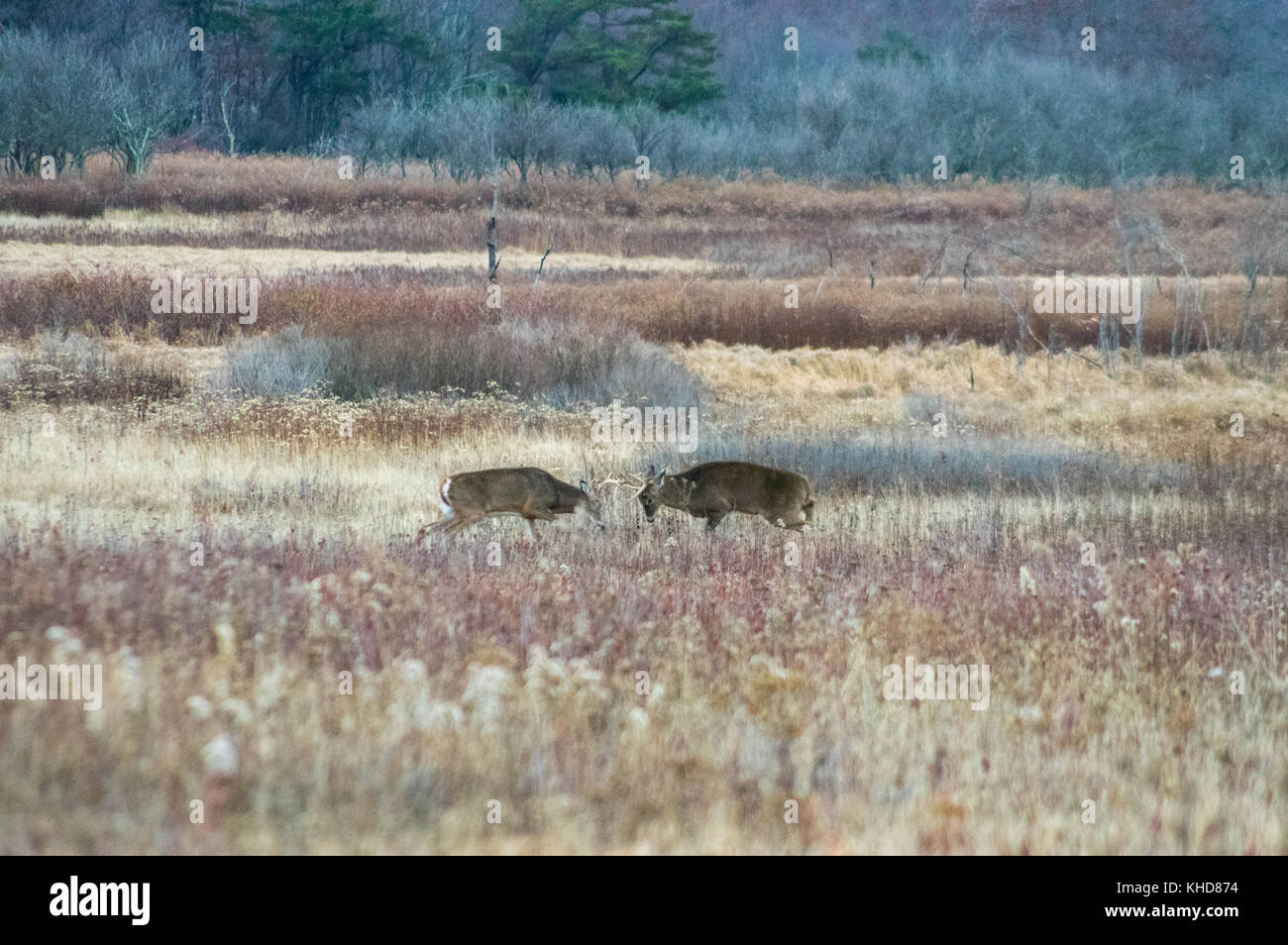 Dos ciervos de cuernos de bloqueo en el otoño de campos de Big Meadows durante la rutina en el Parque Nacional Shenandoah. Foto de stock