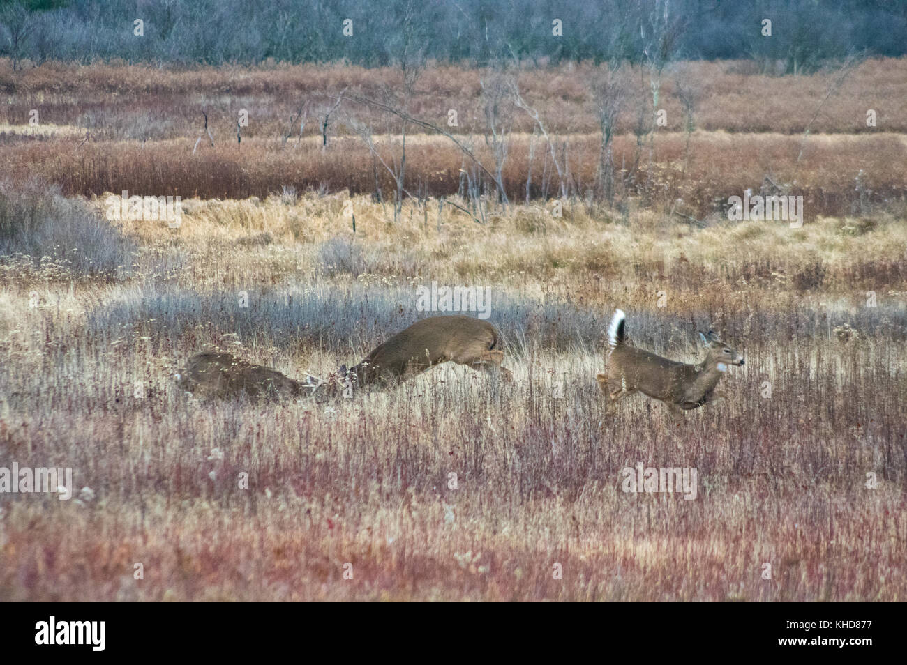 Dos ciervos de cuernos de bloqueo como el doe luchan por salta fuera de la marcha en el otoño de campos de Big Meadows durante la rutina en el Parque Nacional Shenandoah. Foto de stock