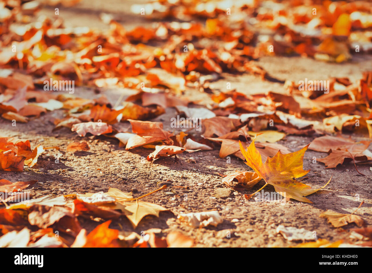 El otoño de fondo con hojas amarillas y copie el espacio, caída Foto de stock