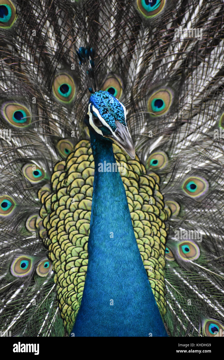 Abriendo sus plumas de pavo real Fotografía de stock - Alamy