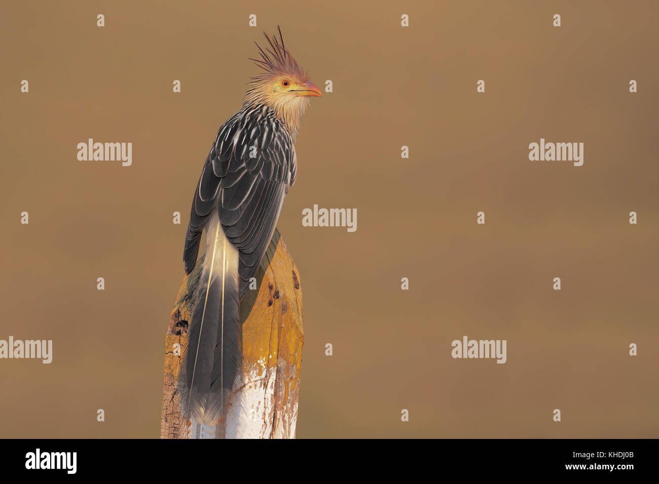 Guira cuckoo Foto de stock
