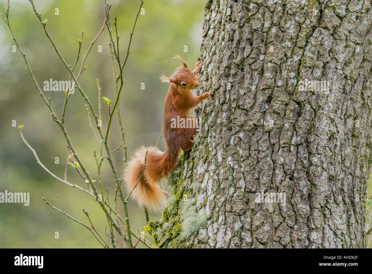 Ardilla roja subiendo al lado de un tronco de árbol, cerrar Foto de stock