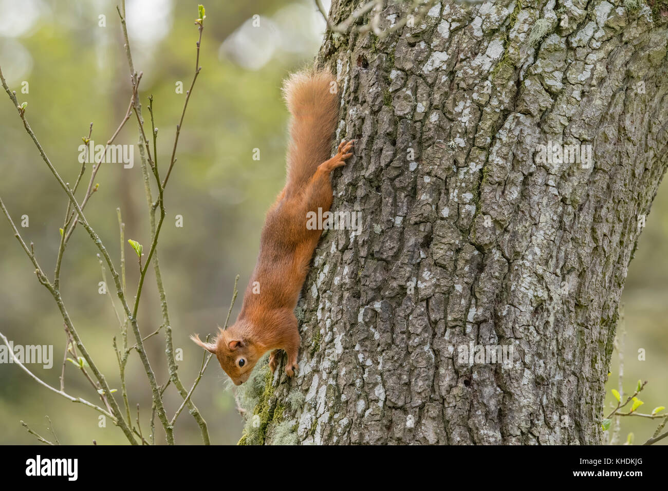 Ardilla roja subiendo un árbol en un bosque Foto de stock