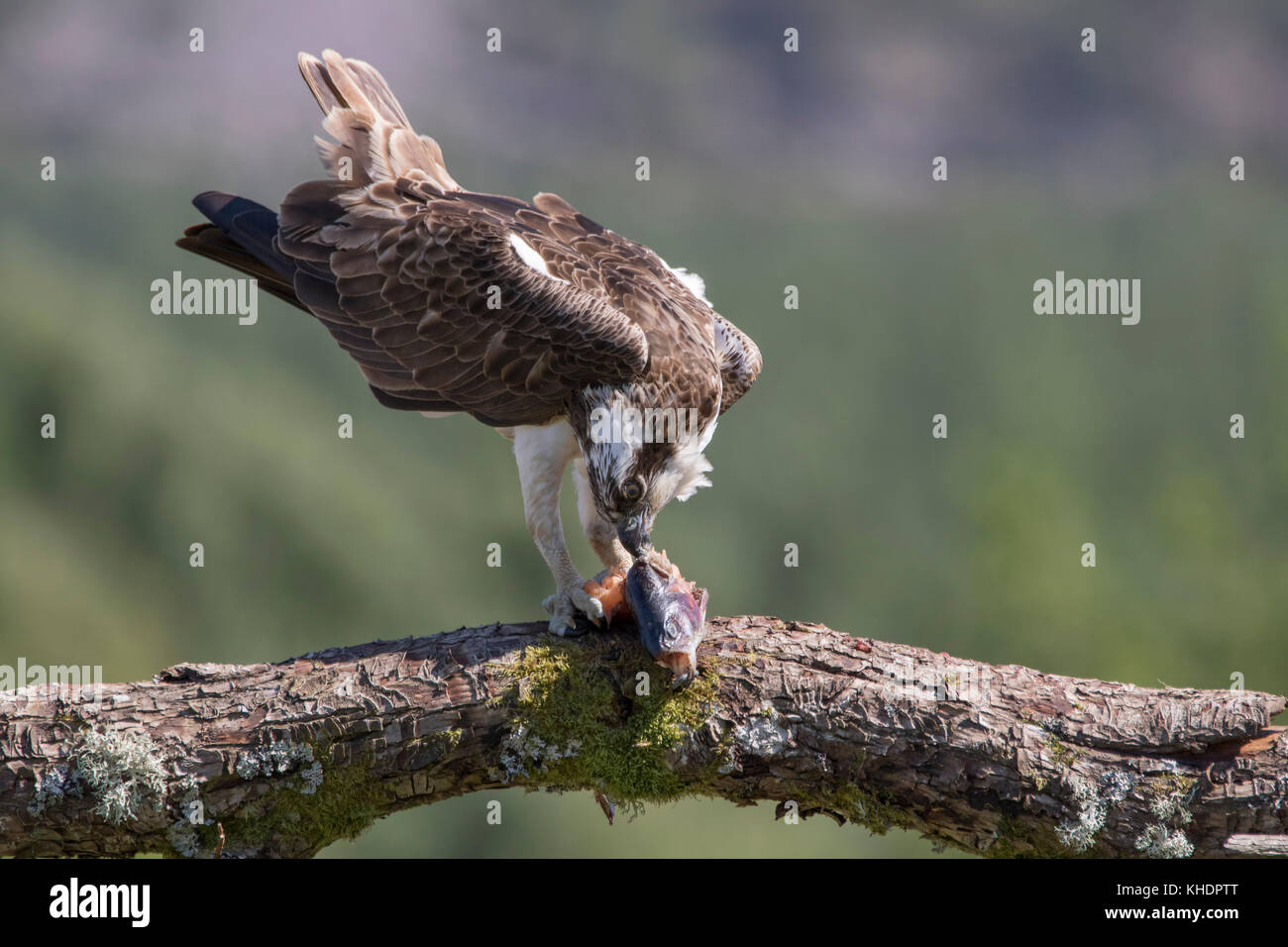 Bird, el águila pescadora Pandion haliaetus, buceo, parapente, alimentándose junto a río feshie en Parque Nacional de Cairngorms. Foto de stock