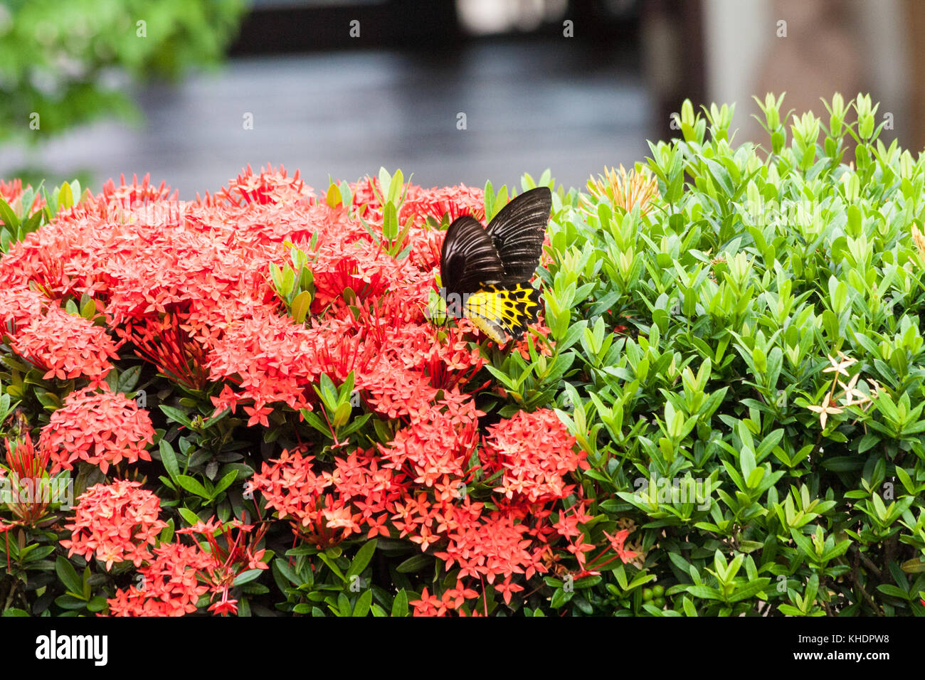 Las mariposas de ala de pájaro común, troides helena tomando el néctar de las flores de la ixora coccinea Foto de stock