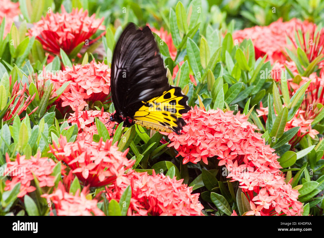 Las mariposas de ala de pájaro común, troides helena tomando el néctar de las flores de la ixora coccinea Foto de stock