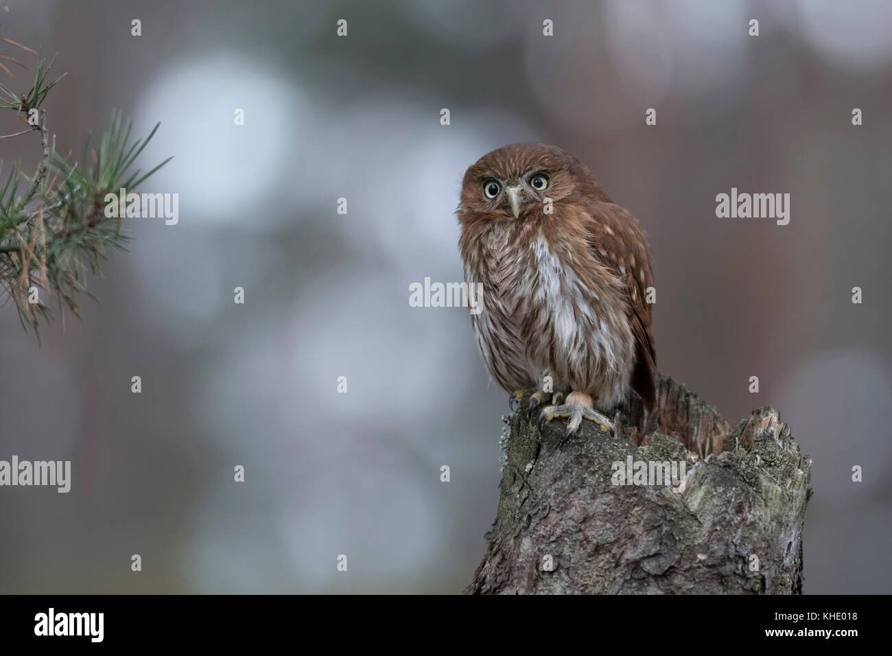 Búhos pigmeos fotografías e imágenes de alta resolución - Alamy