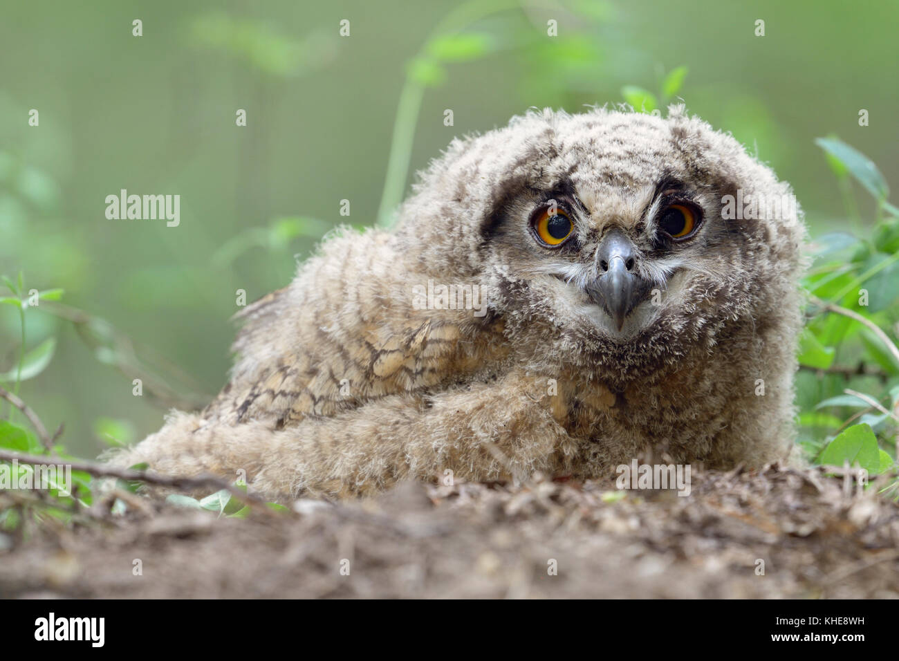 Lechuza joven dejó el nido fotografías e imágenes de alta resolución - Alamy