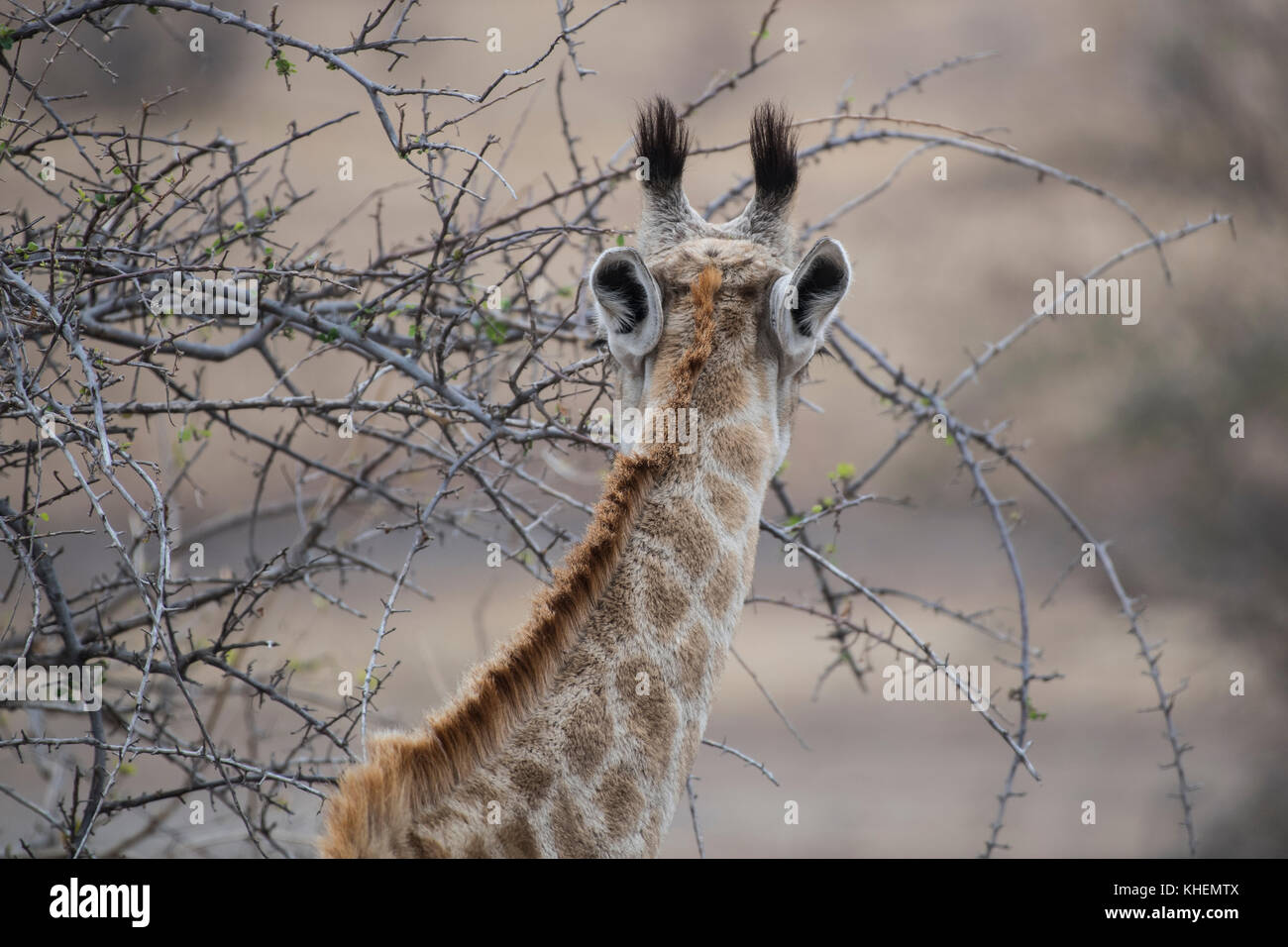 Jirafa jirafa (camelopardalis), retrato de detrás, la Reserva de Caza de Mashatu, Tuli Block, Botswana Foto de stock