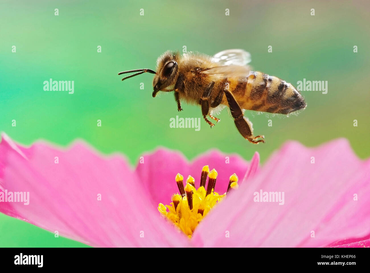 Miel de abejas (Apis mellifera), en vuelo, Alemania Foto de stock