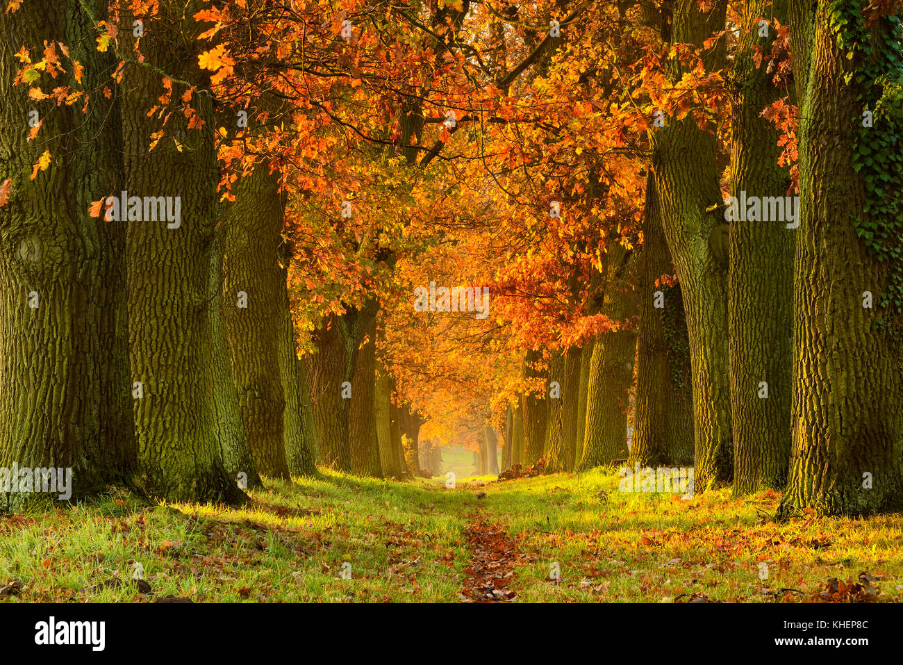 Oak Alley, Magdeburger Börde en otoño, Sajonia-Anhalt, Alemania Foto de stock