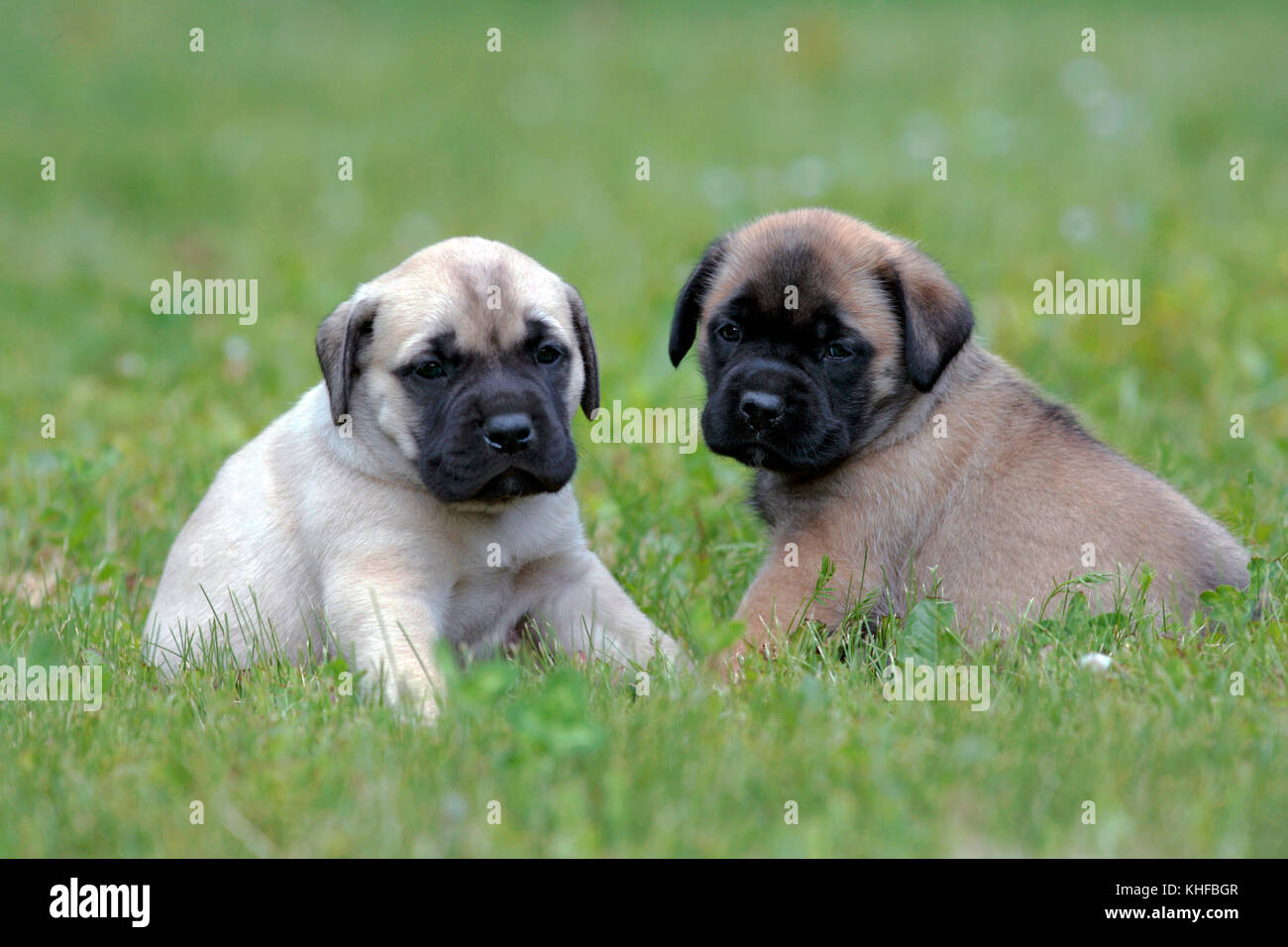 Dos cachorros de Mastín Inglés, pocas semanas sentados juntos sobre el  césped Fotografía de stock - Alamy