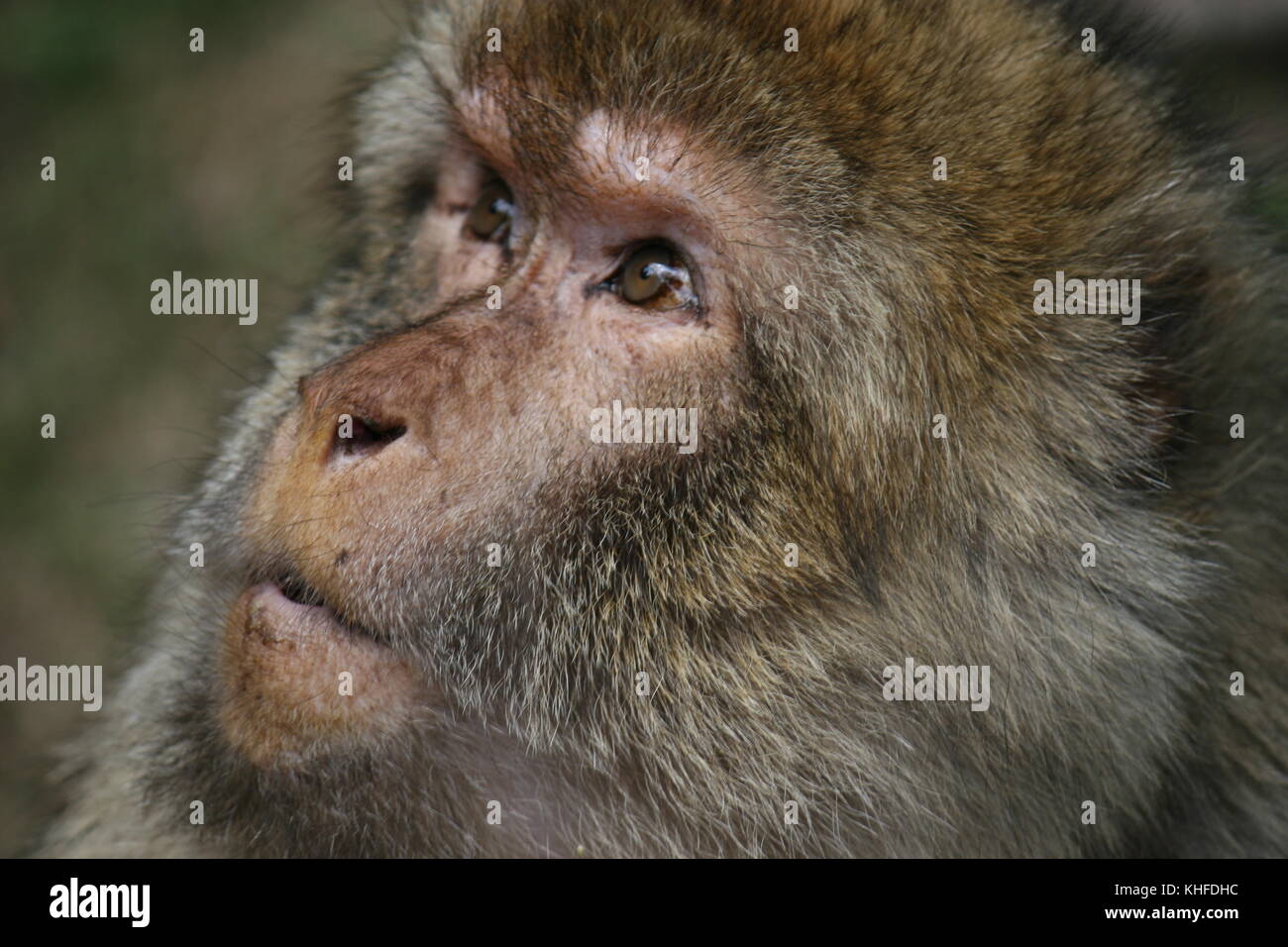 Retrato de macacos Barbary Foto de stock