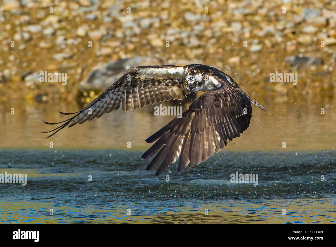 El águila pescadora (Pandion haliaetus) pesca en Somes Sonido. El Parque  Nacional de Acadia, Maine, Estados Unidos Fotografía de stock - Alamy
