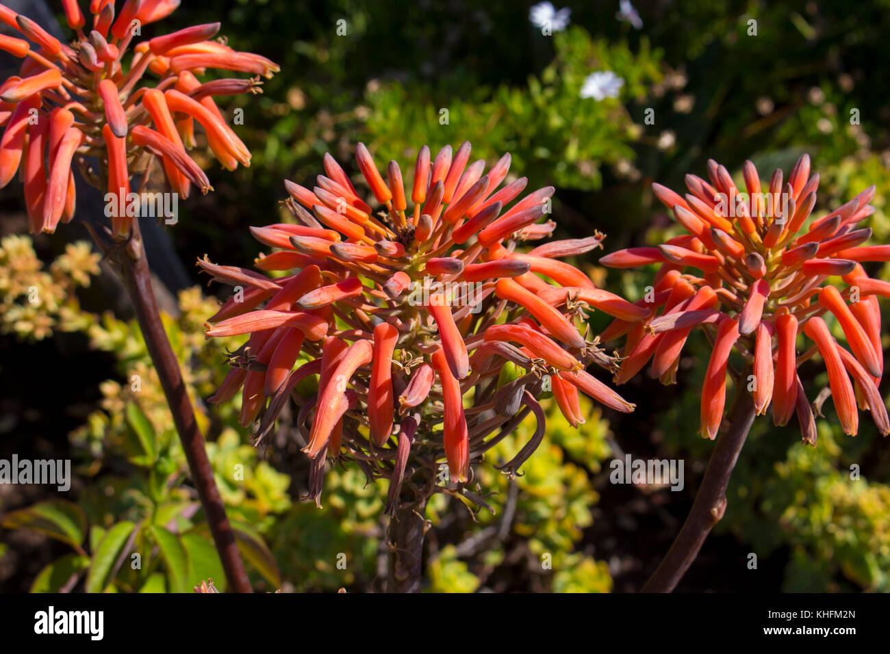 Espectacular llamativo naranja brillante altos picos de flores tubulares de un Aloe las especies suculentas en invierno bloom son decorativos y duraderos Fotografía de stock - Alamy Espectacular llamativo naranja brillante altos picos de flores tubulares de un Aloe las especies suculentas en invierno bloom son decorativos y duraderos Fotografía de stock - Alamy