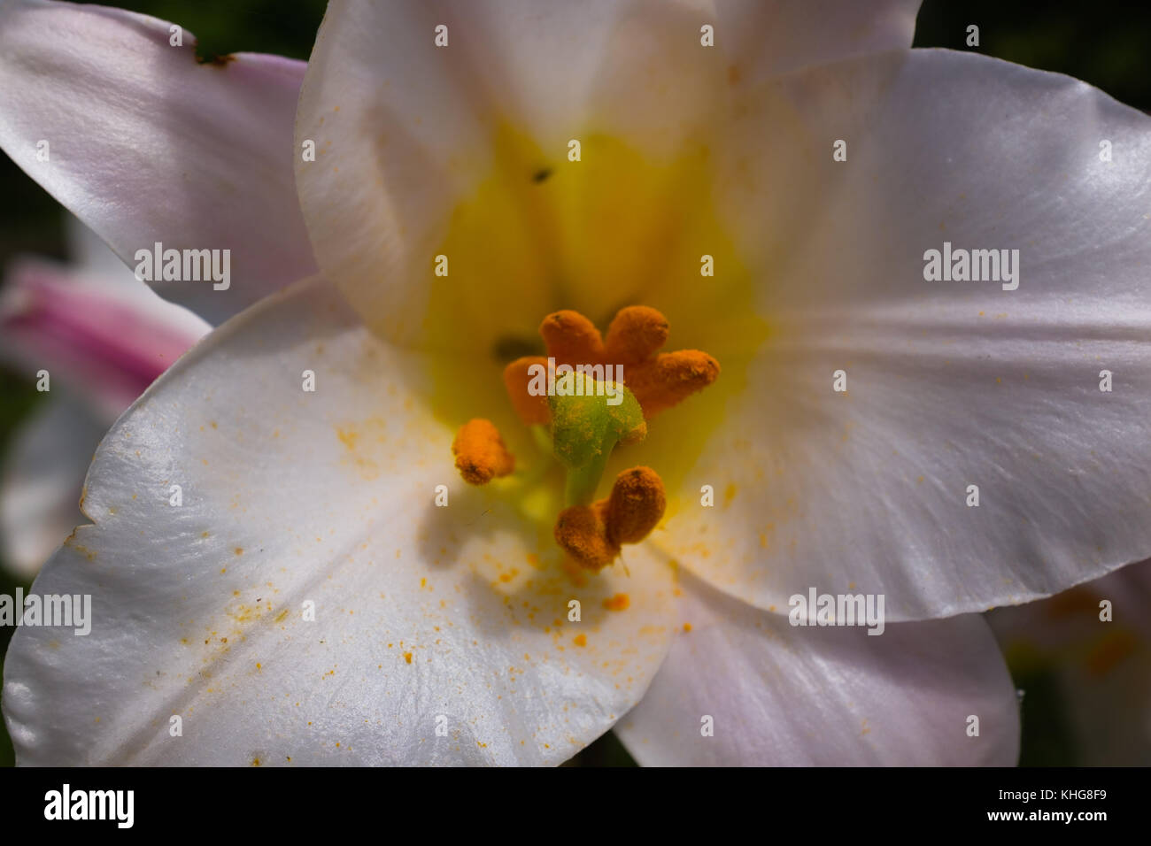 Un primer plano de la famosa flor de amarilis Foto de stock