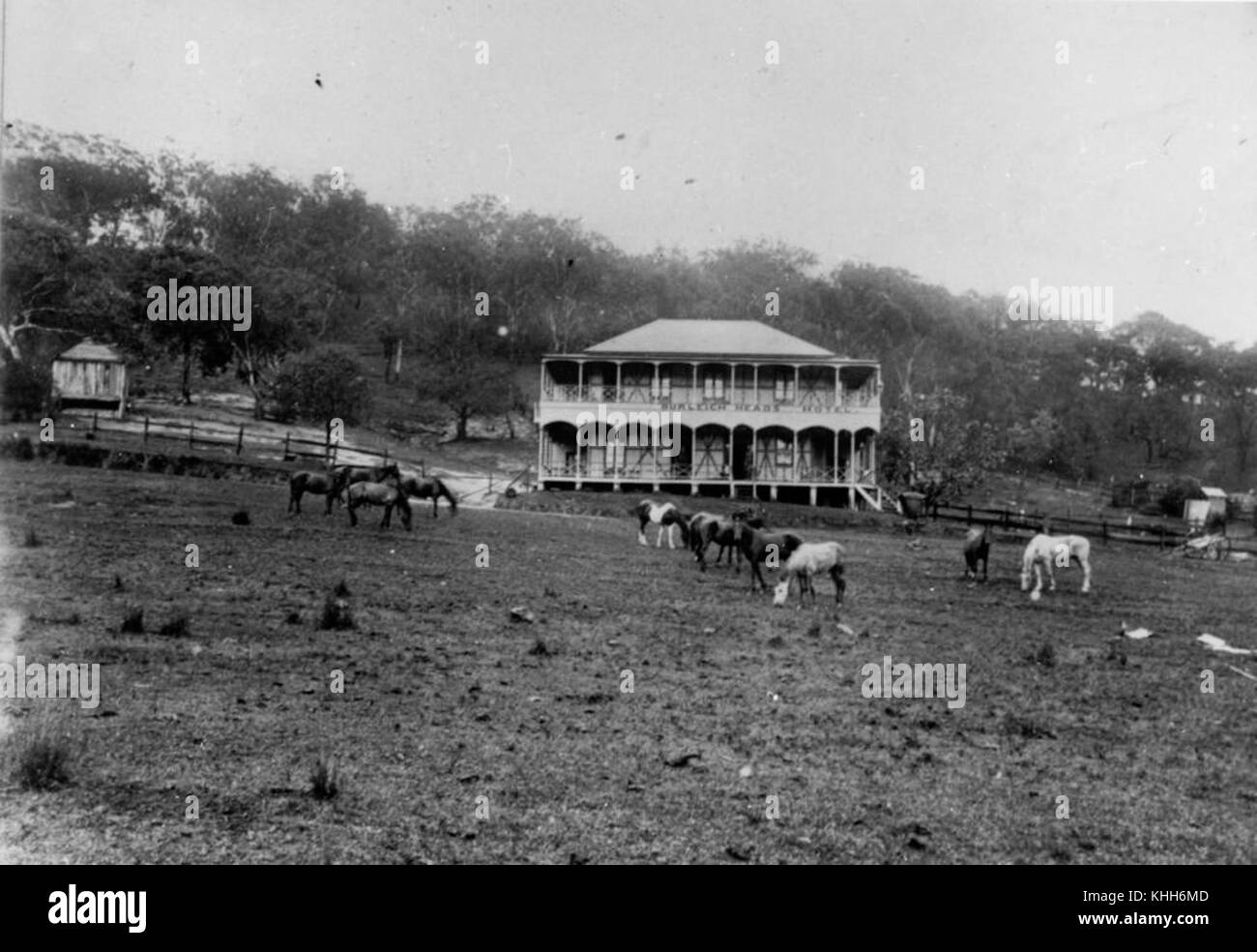 179755 2 Caballos que pastan en el paddock en frente del hotel Burleigh, Burleigh Heads, 1900 Foto de stock
