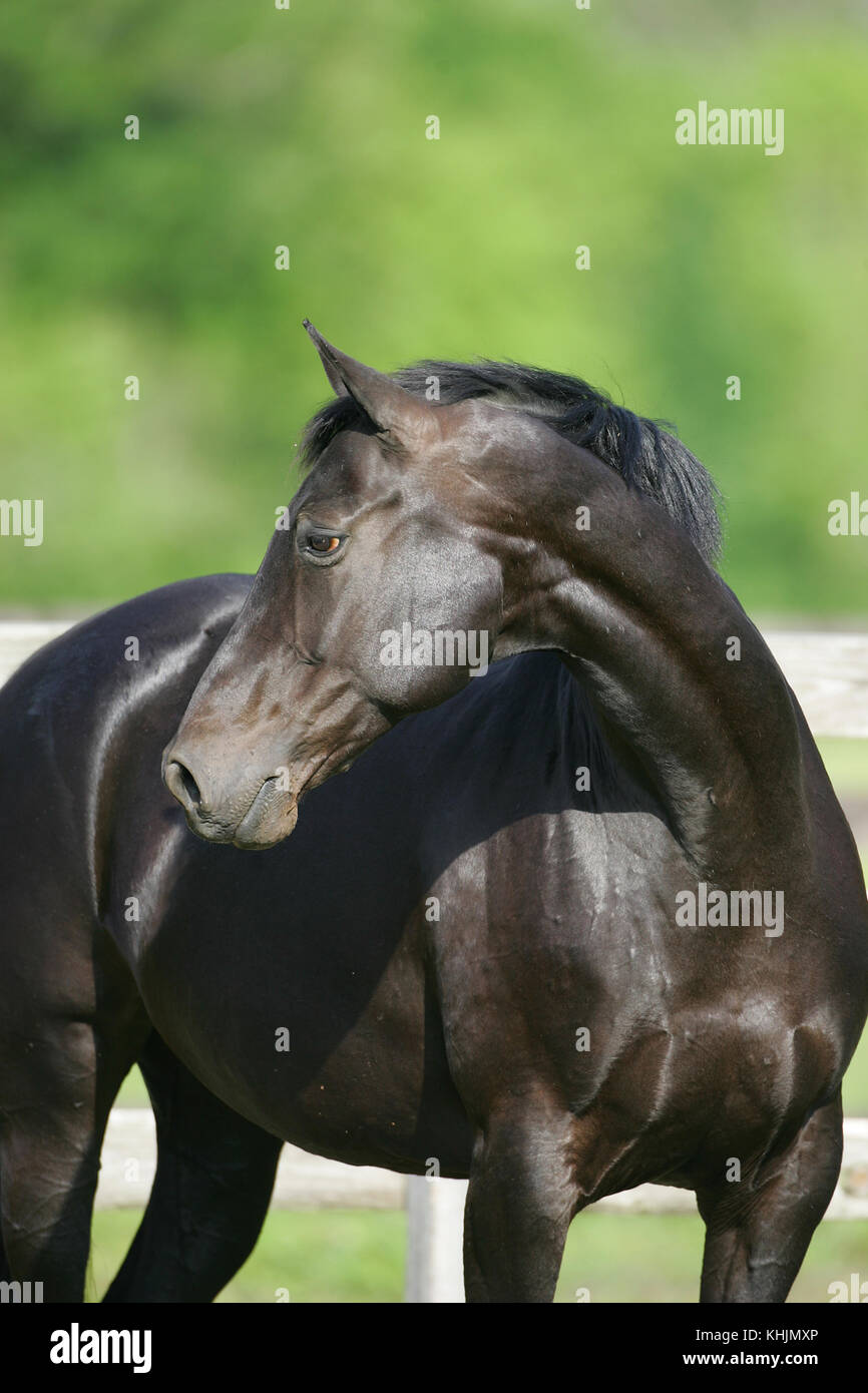 Westfalia retrato de caballos Foto de stock