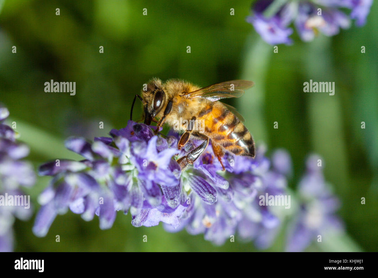 Lana europea carda de abeja, polen anthidium manicatum consume, Munich, Baviera, Alemania Foto de stock