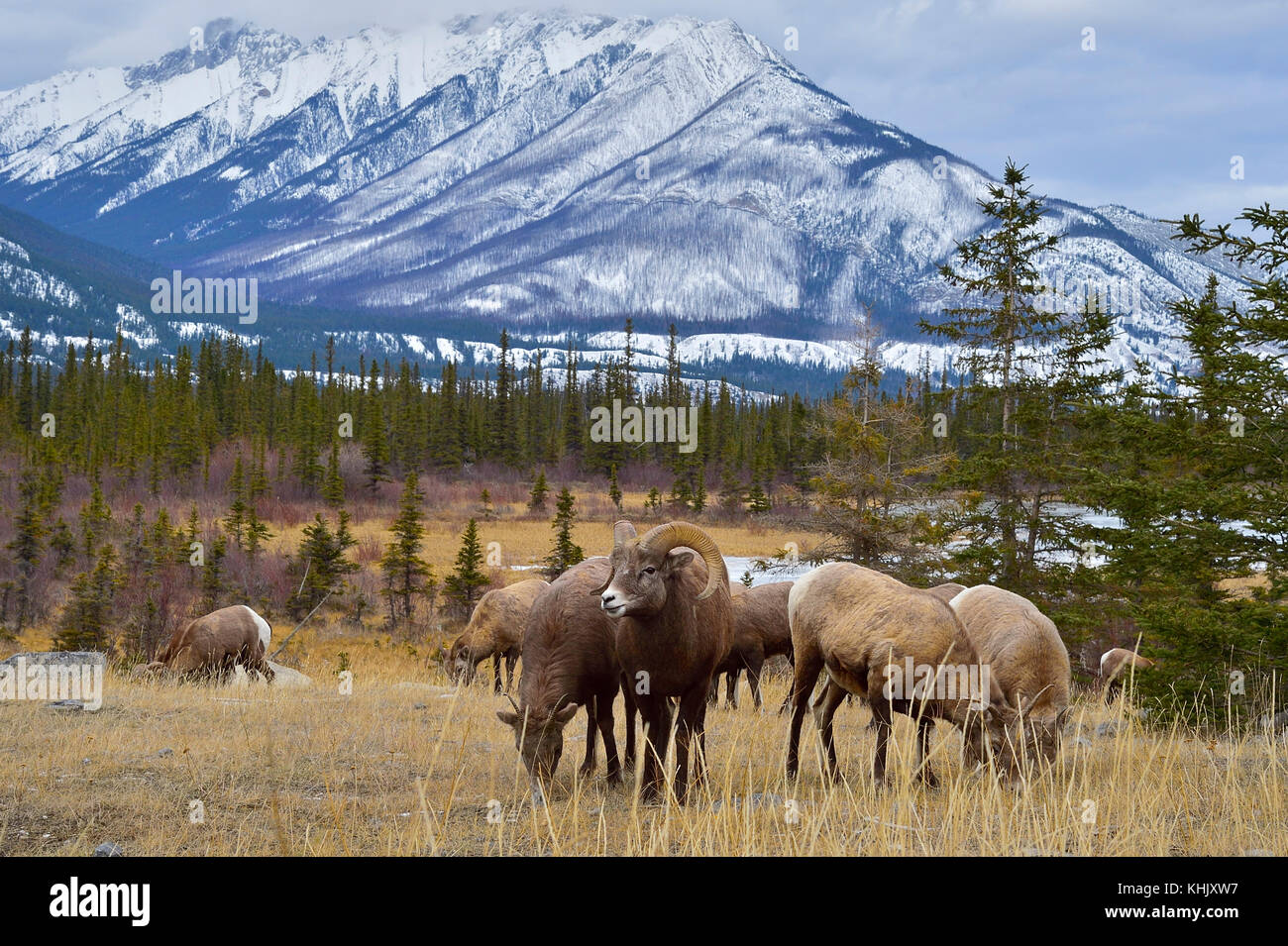 Una manada salvaje de borrego cimarrón (Ovis canadensis) forrajeando en la hierba marrón en un majestuoso paisaje de las montañas rocosas en el Parque Nacional de Jasper, Alberta, Ca Foto de stock