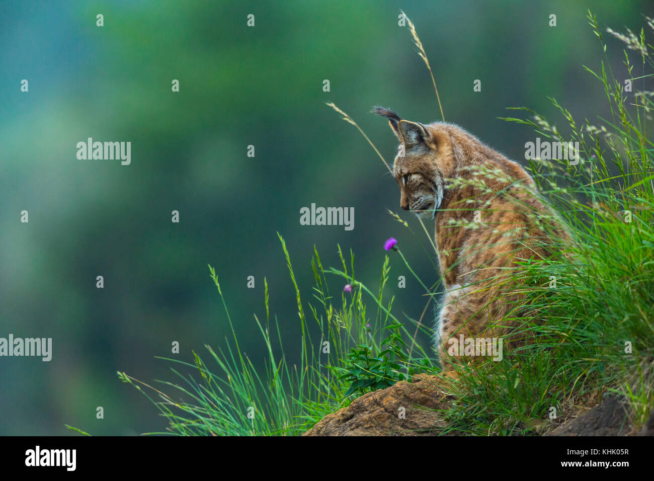 El lince eurásico (Lynx lynx) Foto de stock
