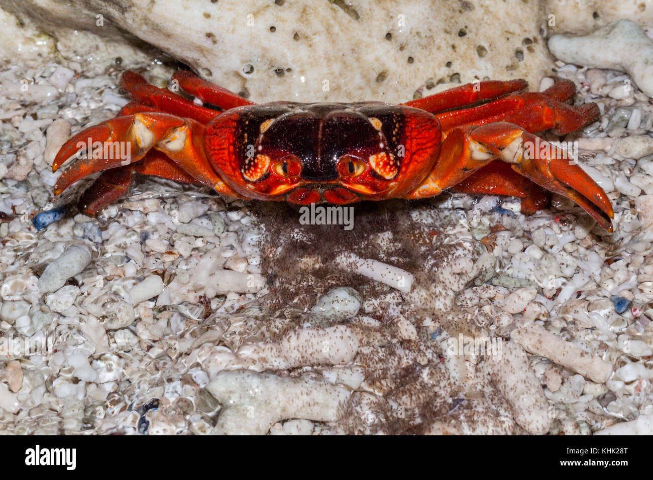 Isla de Navidad cangrejo rojo liberan óvulos en océano, Gecarcoidea natalis, Isla de Pascua, Australia Foto de stock