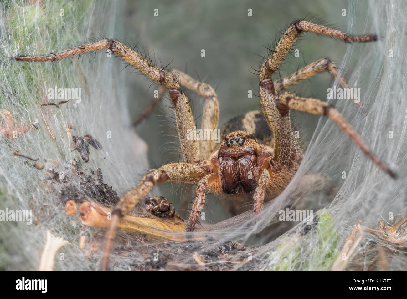 Agelena labyrinthica Labryinth (araña) en la entrada de su web como embudo. Tipperary, Irlanda Foto de stock