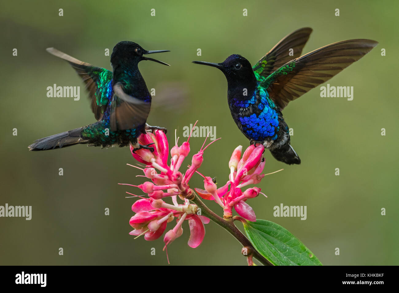 Pareja de colibríes de terciopelo-púrpura (Boissonneaua jardini) en  exhibición agresiva sobre la flor, Reserva de aves las Tangas, Colombia  Fotografía de stock - Alamy