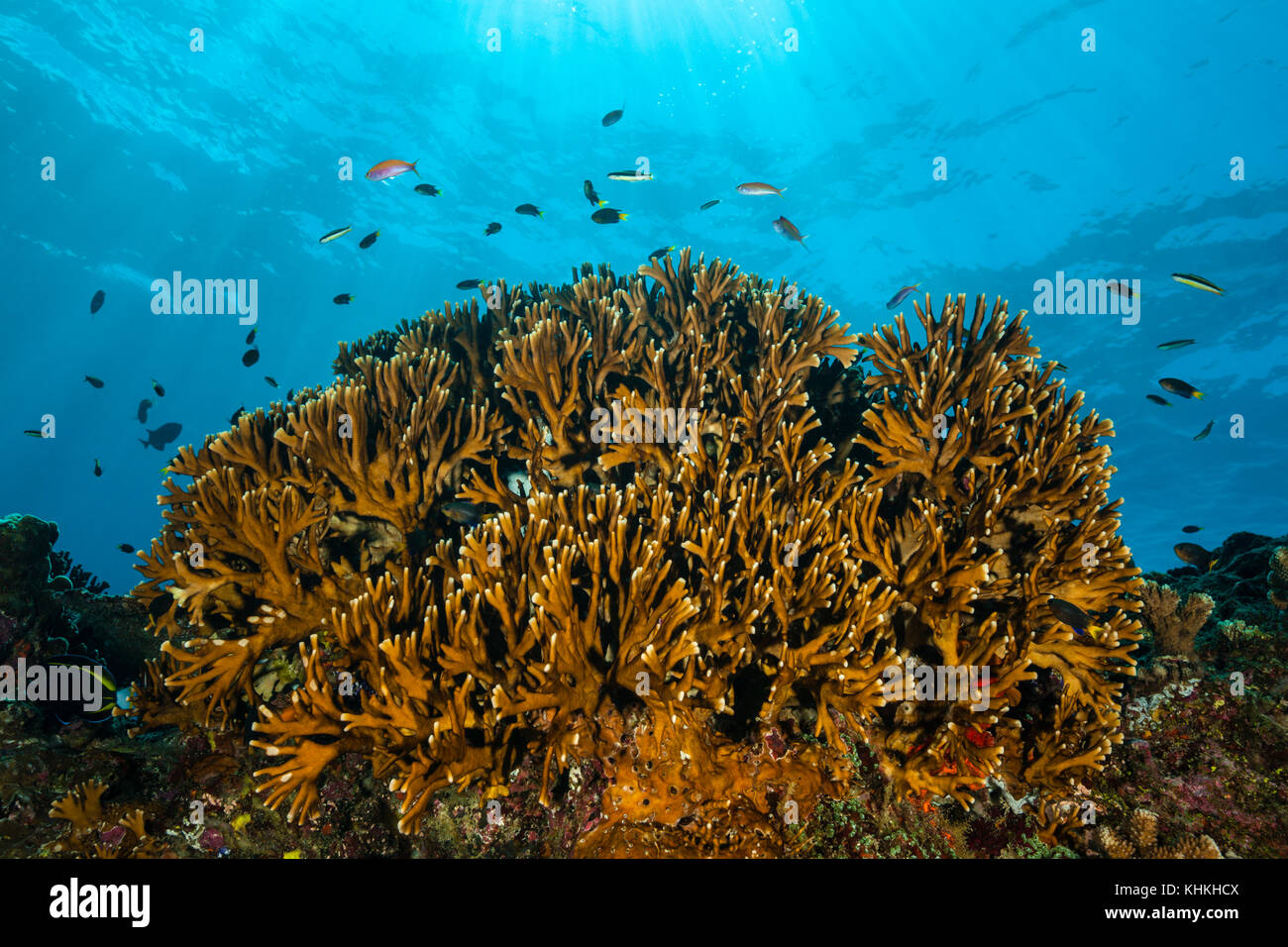 Fuego de corales en los arrecifes de coral, millepora sp., isla de pascua, Australia Foto de stock