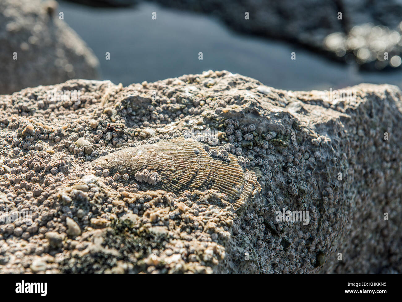 Conchas fosilizadas en piedra caliza carbonífera Nash Point Beach Glamorgan Costa de la herencia de la costa sur de Gales Foto de stock
