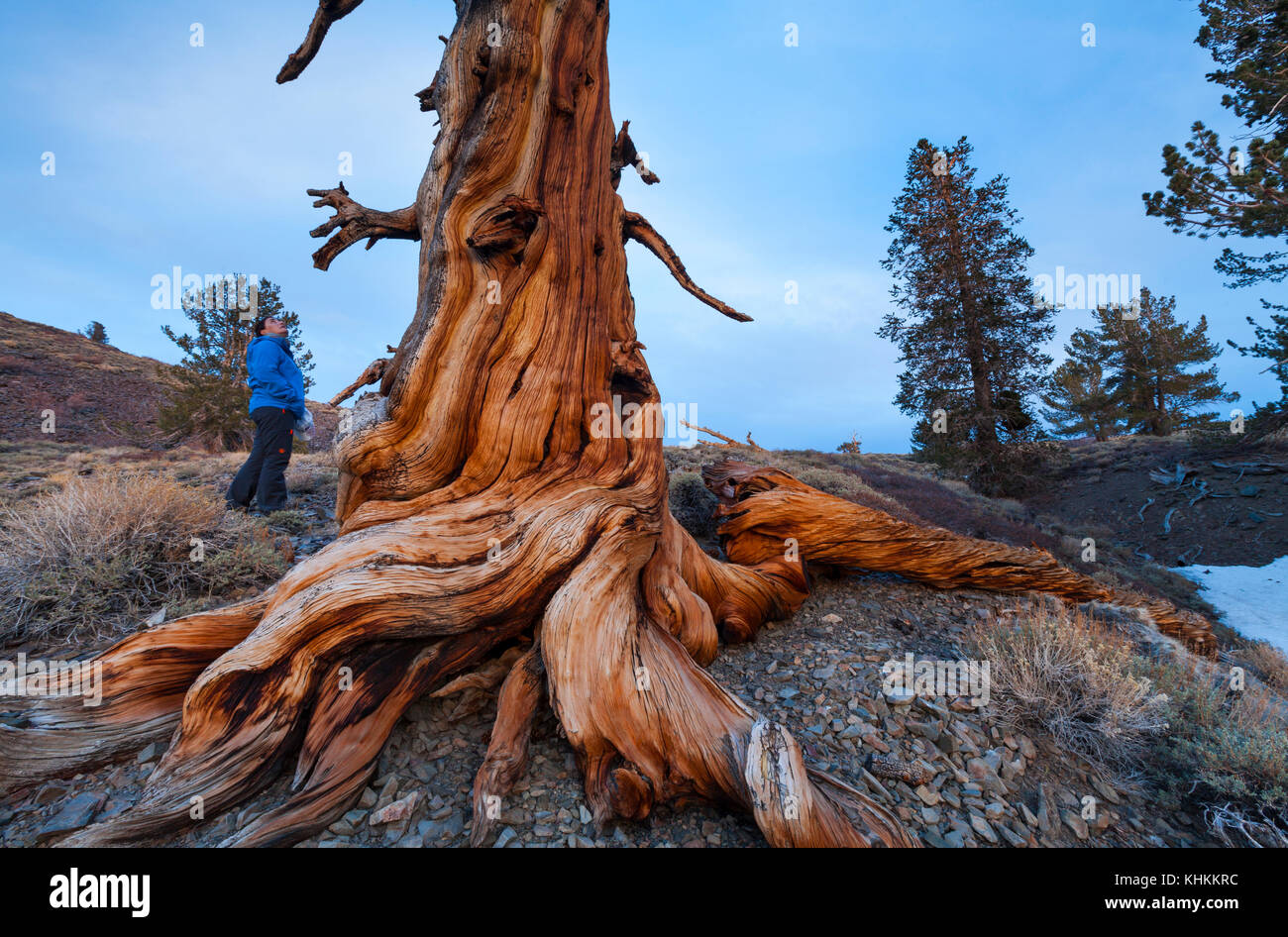 Antiguo bosque de pinos bristlecone, inyo National Forest, White Mountains, California, EE.UU., América Foto de stock