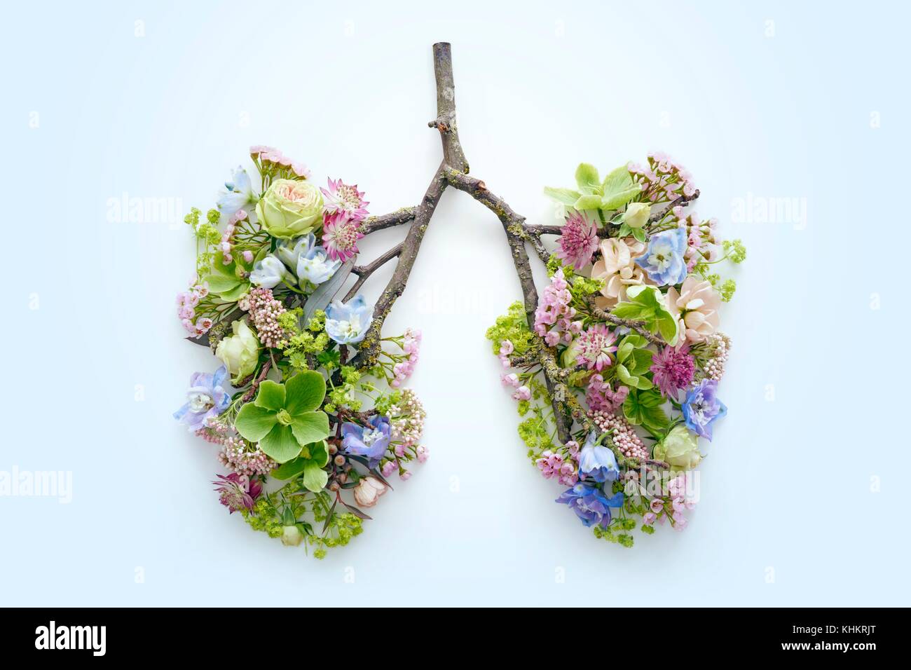 Las flores de la primavera que representa los pulmones, Foto de estudio conceptual. Foto de stock