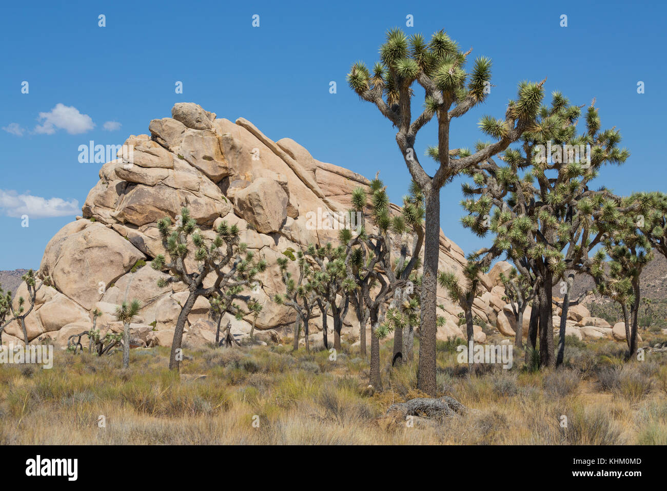 Joshua Tree (yucca brevifolia) delante de áridas rocas, National Park, California, EE.UU. Foto de stock