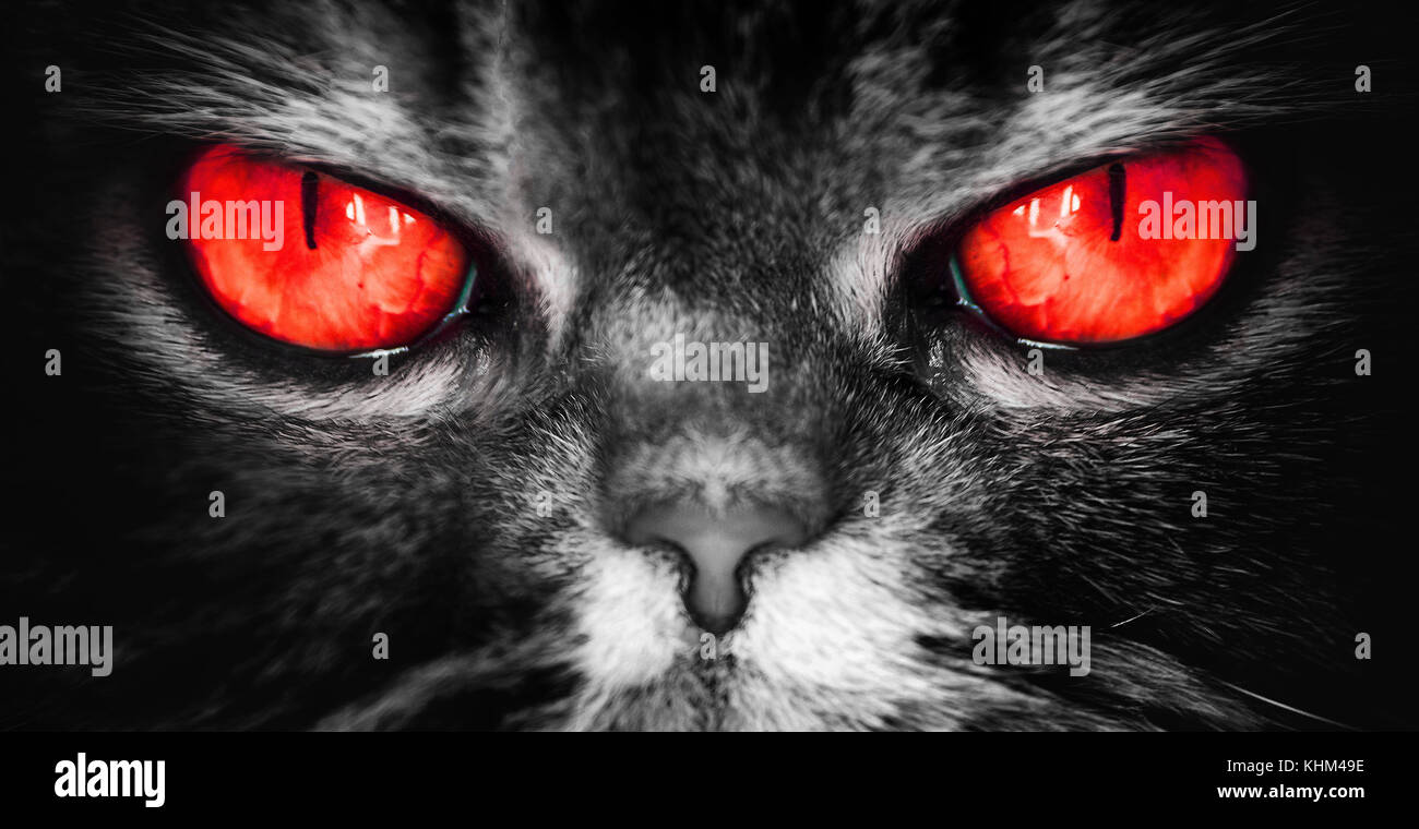 Un gato con el diablo rojo ojos, un mal terrible cara de una pesadilla,  mira directamente al alma, cámara Fotografía de stock - Alamy