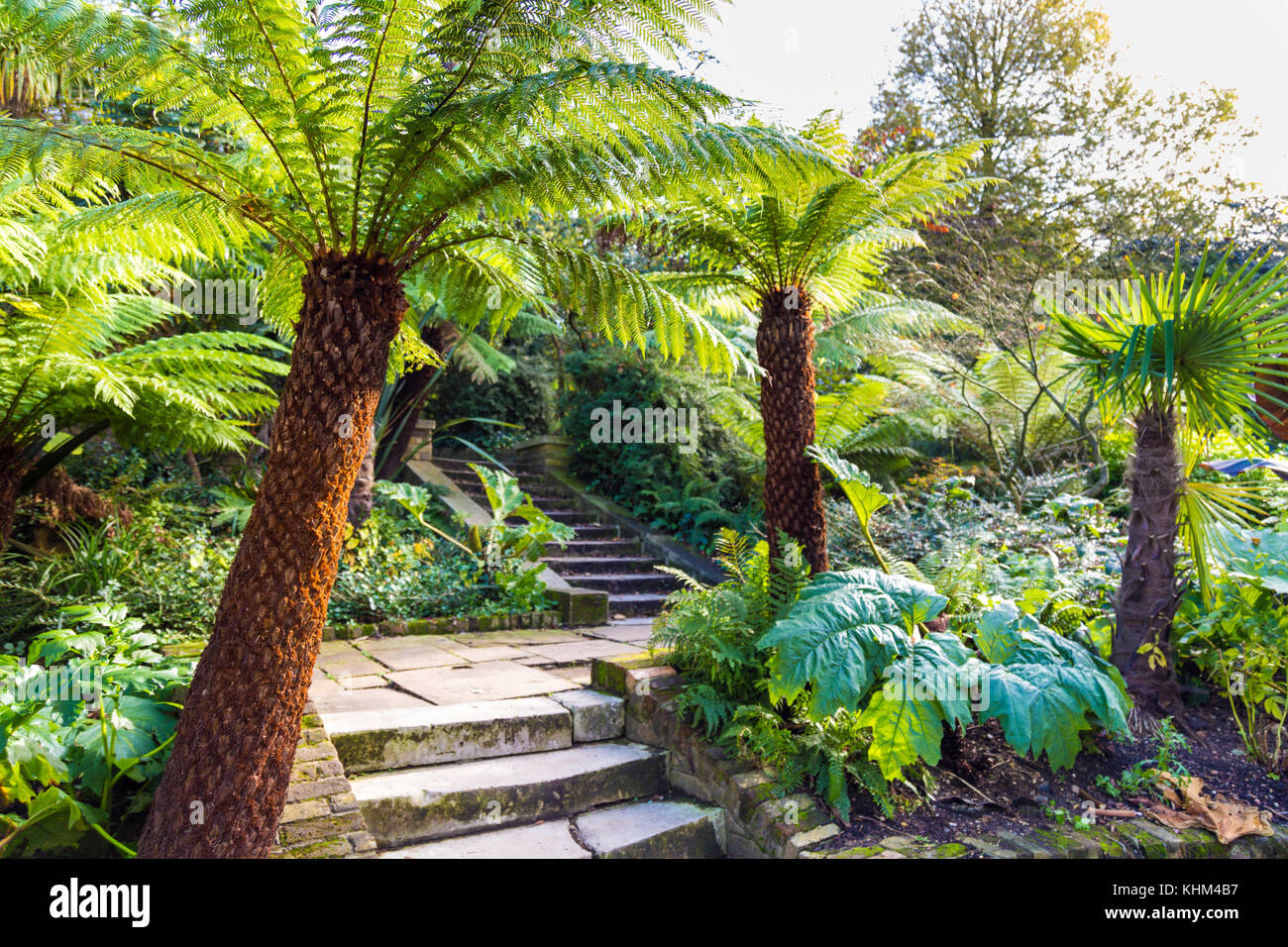 Las palmeras y las escaleras en Holland Park, Londres, Reino Unido. Foto de stock