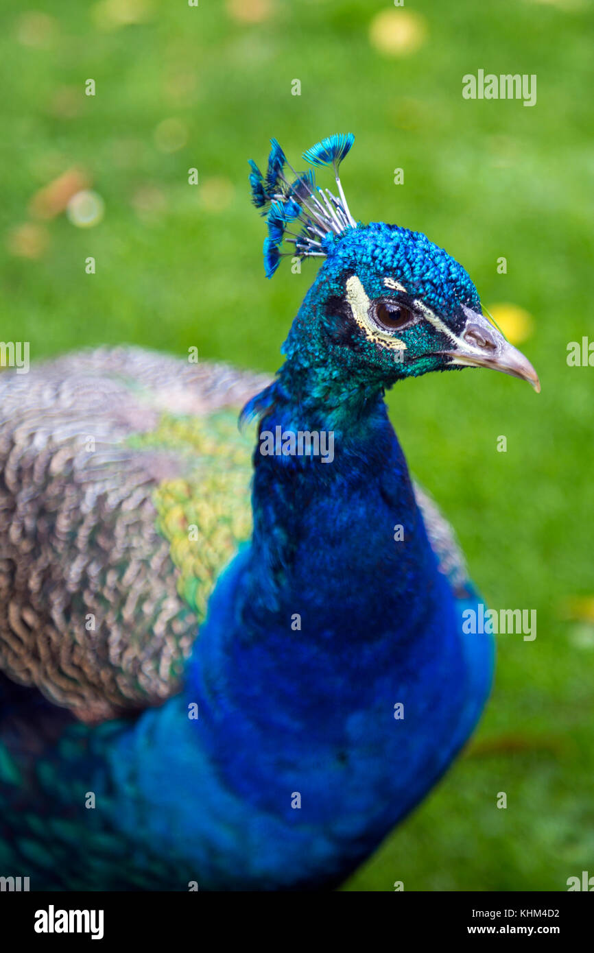 Cerca de la cabeza de un macho de Peacock (Holland Park, Londres, Reino Unido) Foto de stock