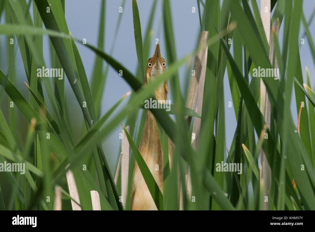 Menos el avetoro (Ixobrychus exilis) mirando a través de totoras (Typha sp.) en un pantano Eastern Ontario. Foto de stock