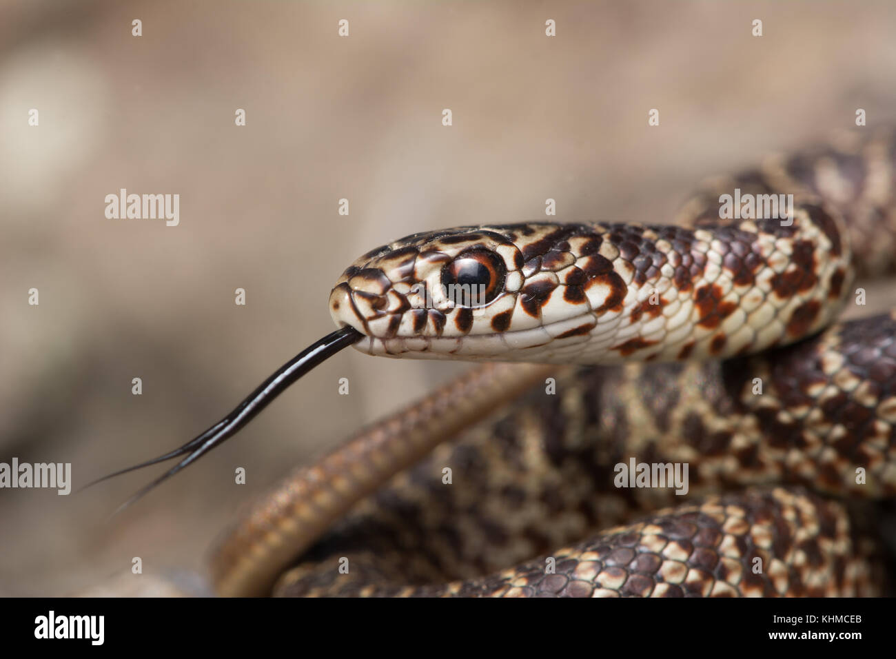 Una eclosión de color amarillo-oriental curva racer (Coluber constrictor flaviventris) del condado de Jefferson, Colorado, Estados Unidos. Foto de stock