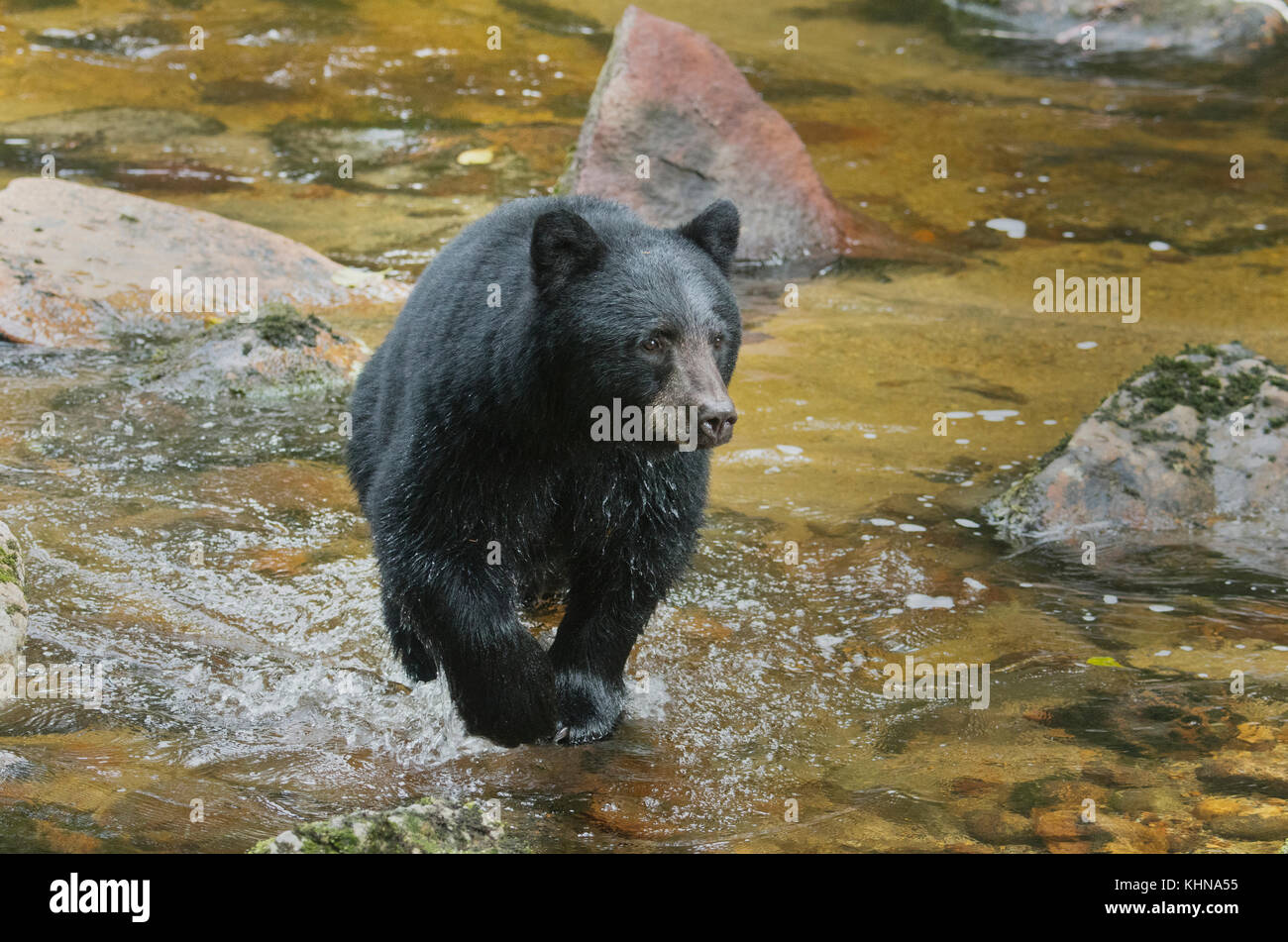 Oso negro americano (Ursus americanus), gribble island, Great Bear rainforest, BC, Canadá - negro Forma de oso 'espíritu' población Foto de stock