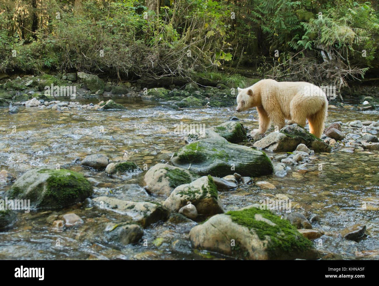 Kermode o 'espíritu' oso (Ursus americanus kermodei), blanco Forma de oso negro americano, Great Bear rainforest, BC, Canadá Foto de stock