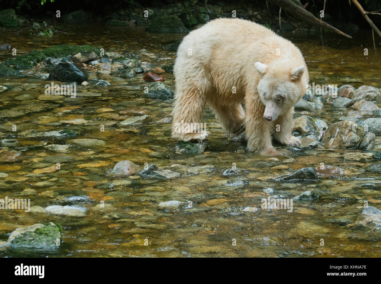 Kermode o 'espíritu' oso (Ursus americanus kermodei), blanco Forma de oso negro americano, Great Bear rainforest, BC, Canadá Foto de stock