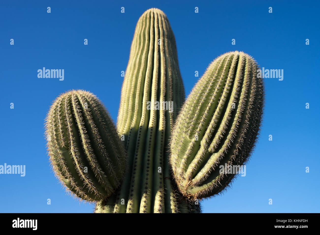 Cacto saguaro closeup Foto de stock