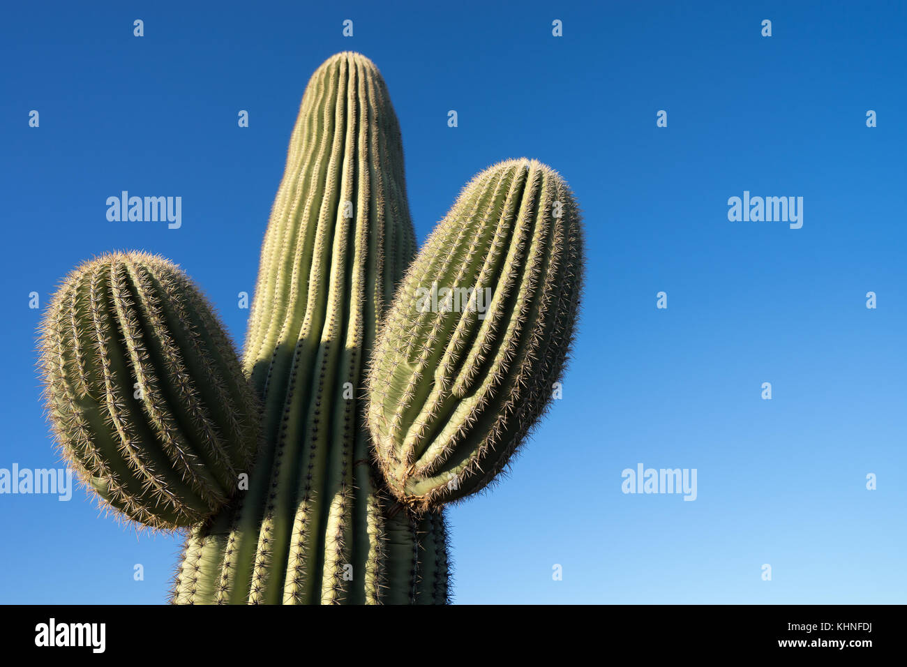 Cacto saguaro en el desierto de Sonora en Arizona Foto de stock