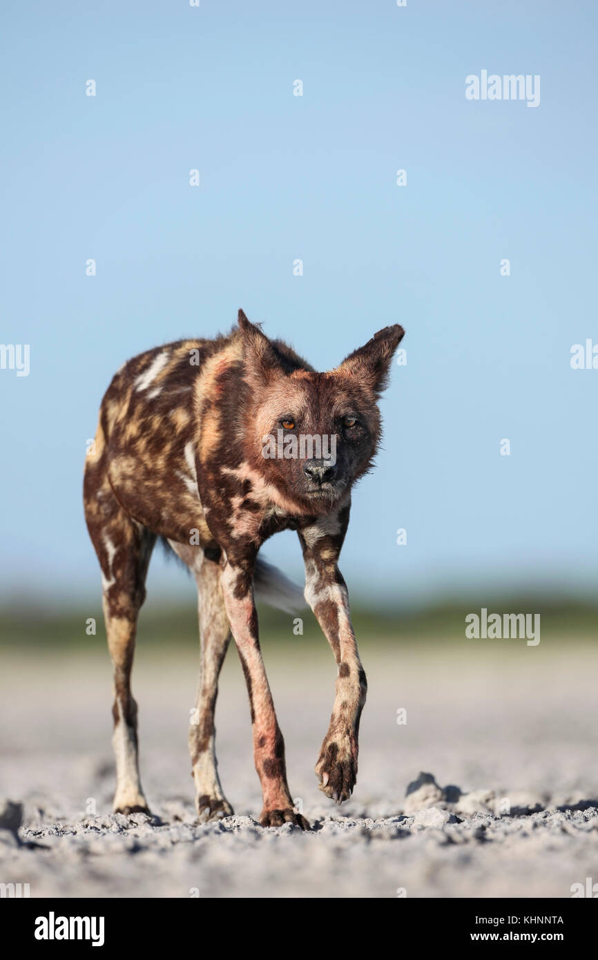 Perro salvaje africano (Lycaon pictus) en salar, Parque Nacional Nxai Pan, Botswana Foto de stock